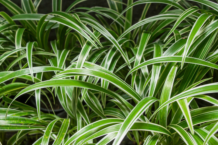 Grünlilie Arten – Chlorophytum Sorten im Vergleich