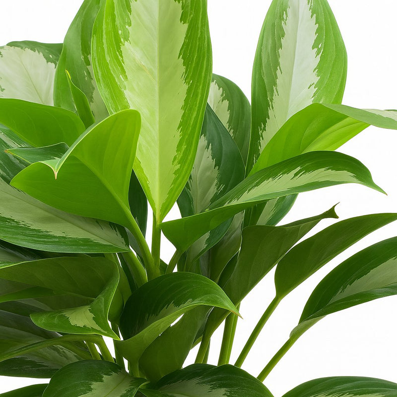 Aglaonema Diamond Bay Detail