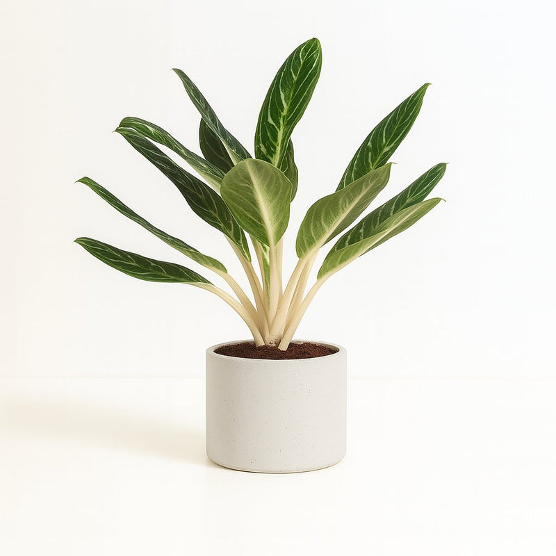 Aglaonema Keylime Detail