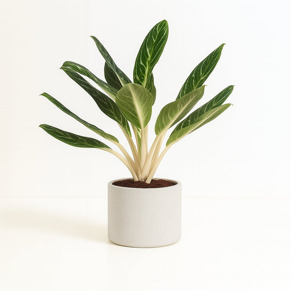 Aglaonema Keylime 60cm im 17cm Topf