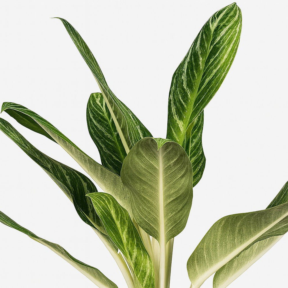 Aglaonema Keylime 60cm im 17cm Topf Nahaufnahme