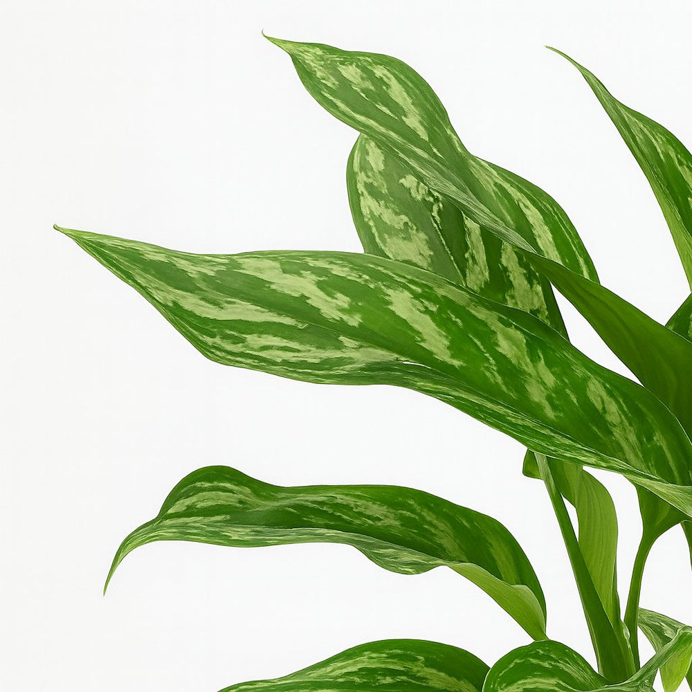 Aglaonema Maria 40cm im 14cm Topf Nahaufnahme