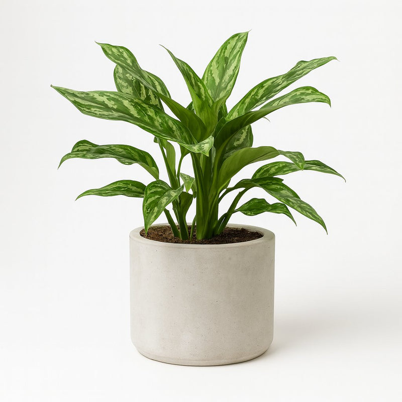 Aglaonema Maria Detail