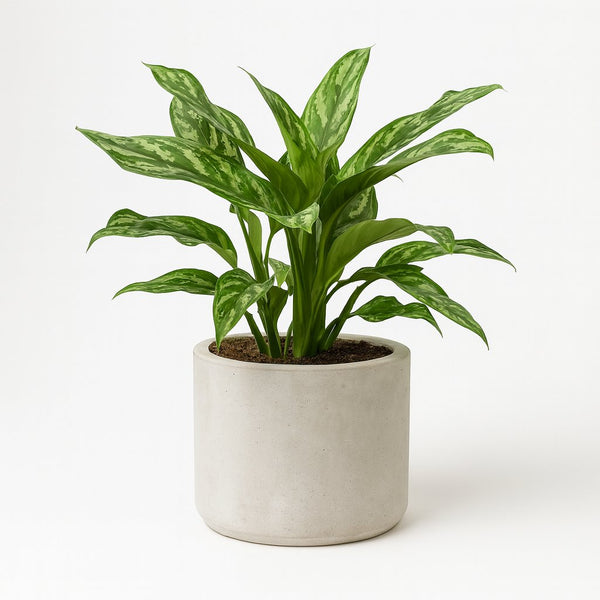 Aglaonema Maria 40cm im 14cm Topf
