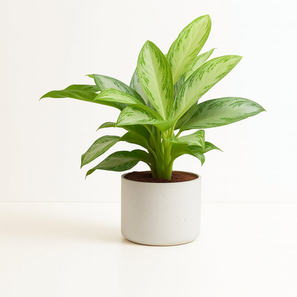 Aglaonema Silver Bay 80cm im 21cm Topf