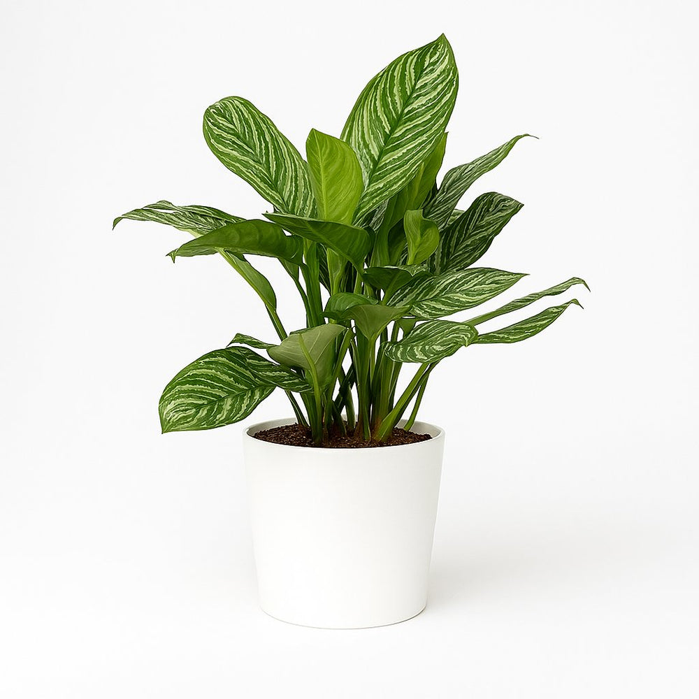 Aglaonema Stripes 80cm im 21cm Topf