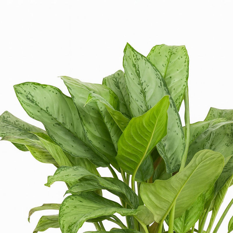 Aglaonema B.J, Freedman Detail