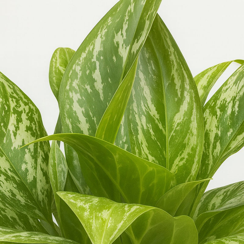 Aglaonema Green Lady Detail
