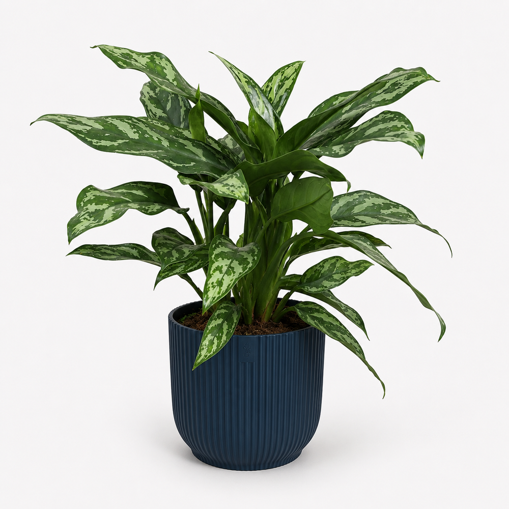 Aglaonema Maria 40cm im 17cm Topf