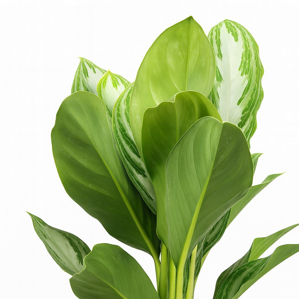 Aglaonema Silver Bay 55cm im 17cm Topf Nahaufnahme