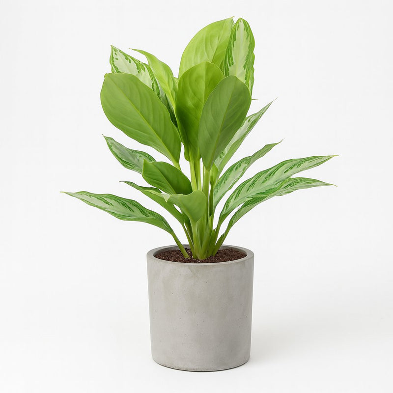 Aglaonema Silver Bay Detail