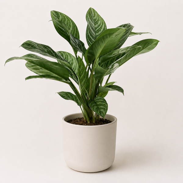 Aglaonema Stripes 60cm im 17cm Topf