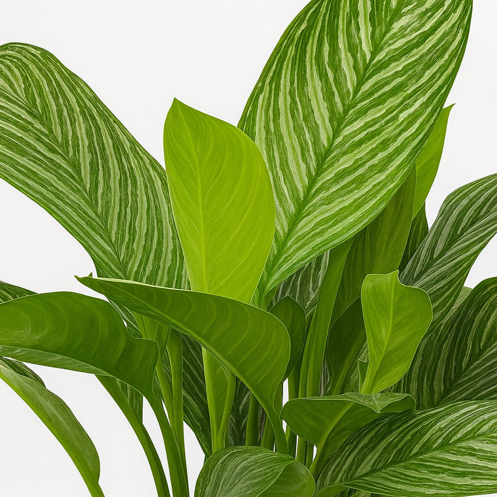 Aglaonema Stripes 80cm im 21cm Topf Nahaufnahme
