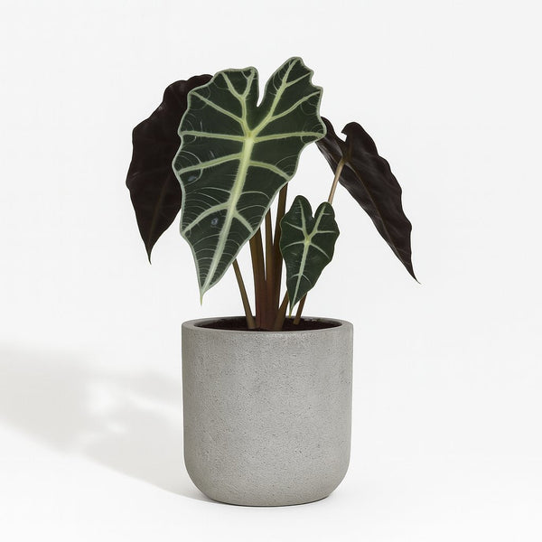 Alocasia Polly 30cm im 12cm Topf