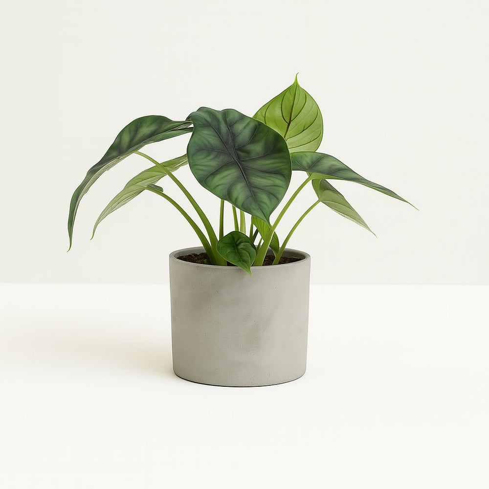 Alocasia Dragon Scale 25cm im 14cm Topf