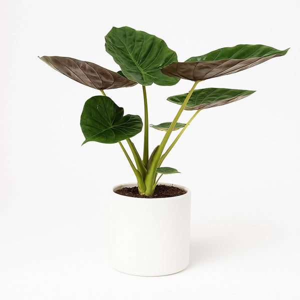 Alocasia Wentii 70cm im 19cm Topf