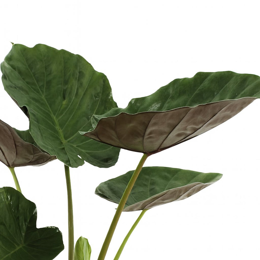 Alocasia Wentii 70cm Nahaufnahme