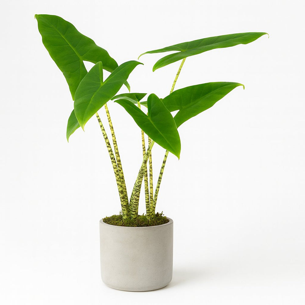 Alocasia Zebrina 75cm im 19cm Topf