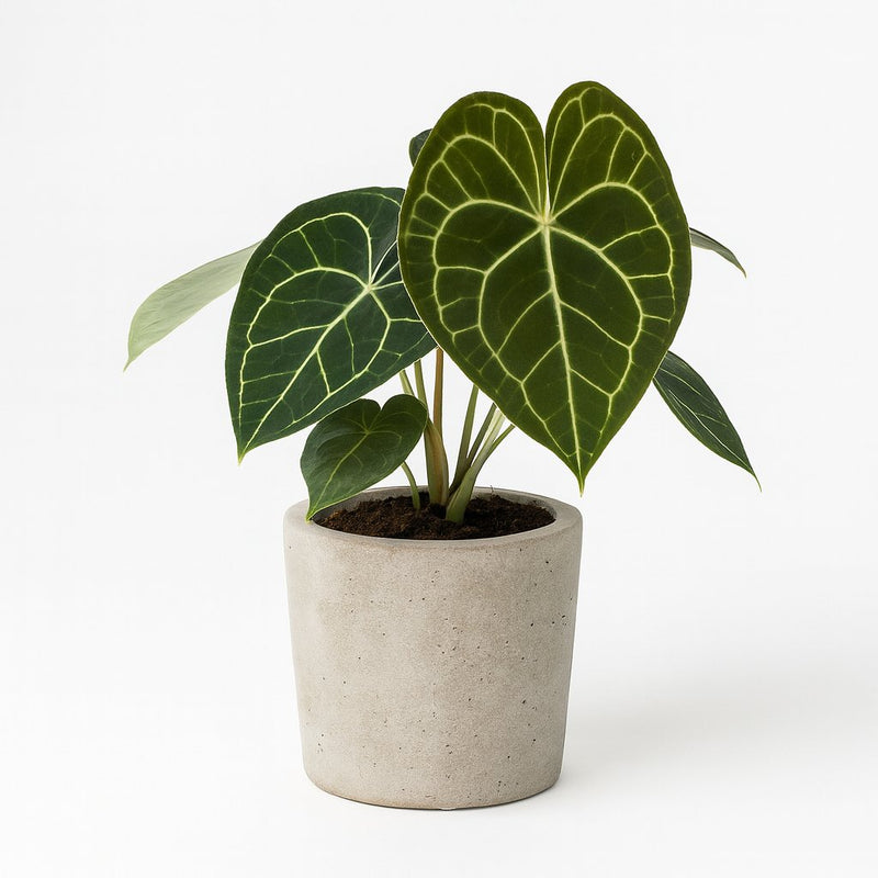Anthurium Clarinervium Detail