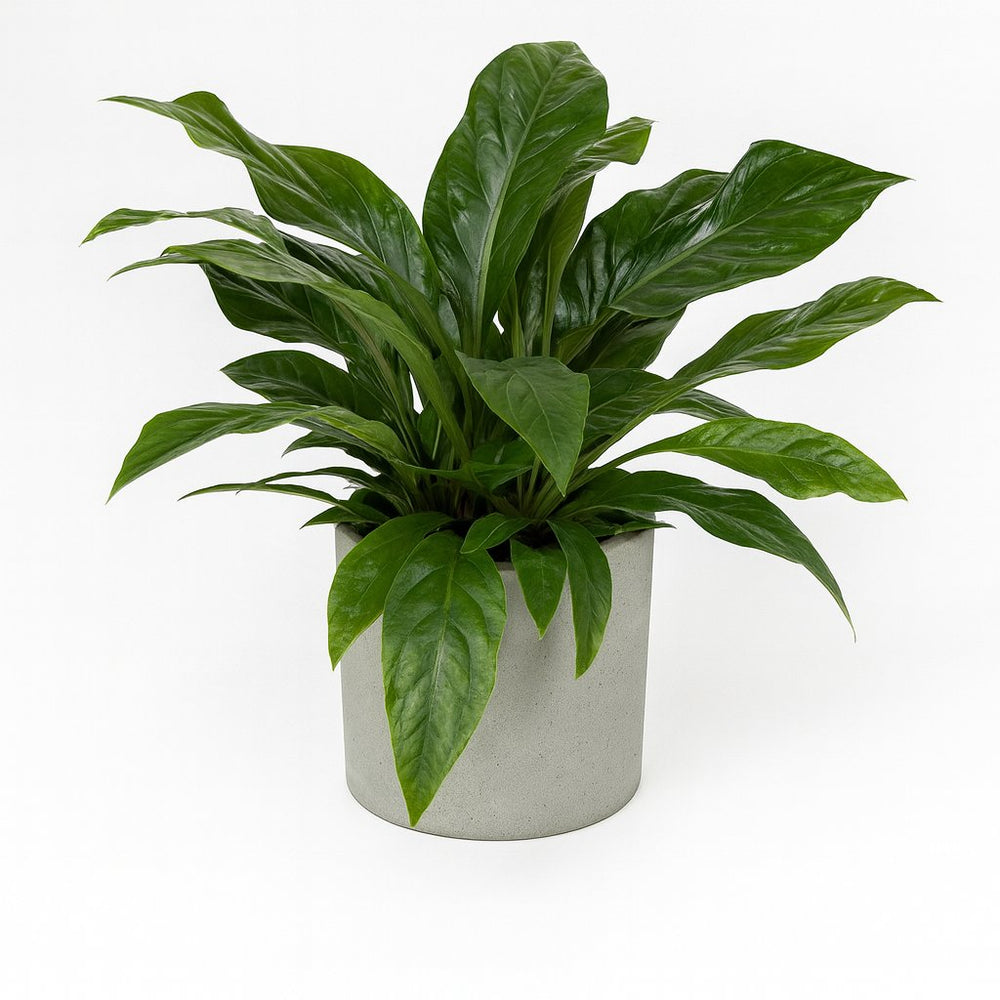 Anthurium Jungle Bush 70cm im 30cm Topf