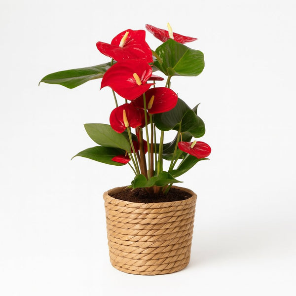 Anthurium Red 40cm im 17cm Topf