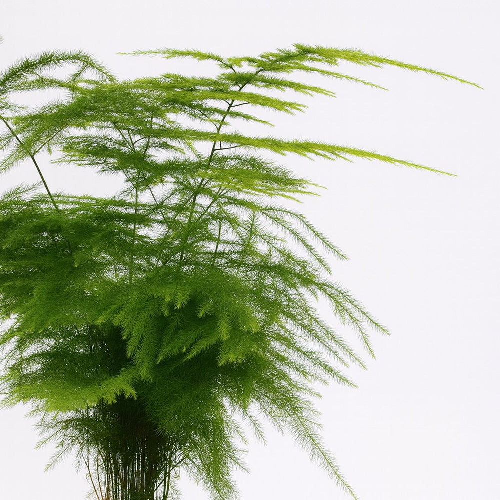 Asparagus Setaceus 28cm im 12cm Topf Nahaufnahme