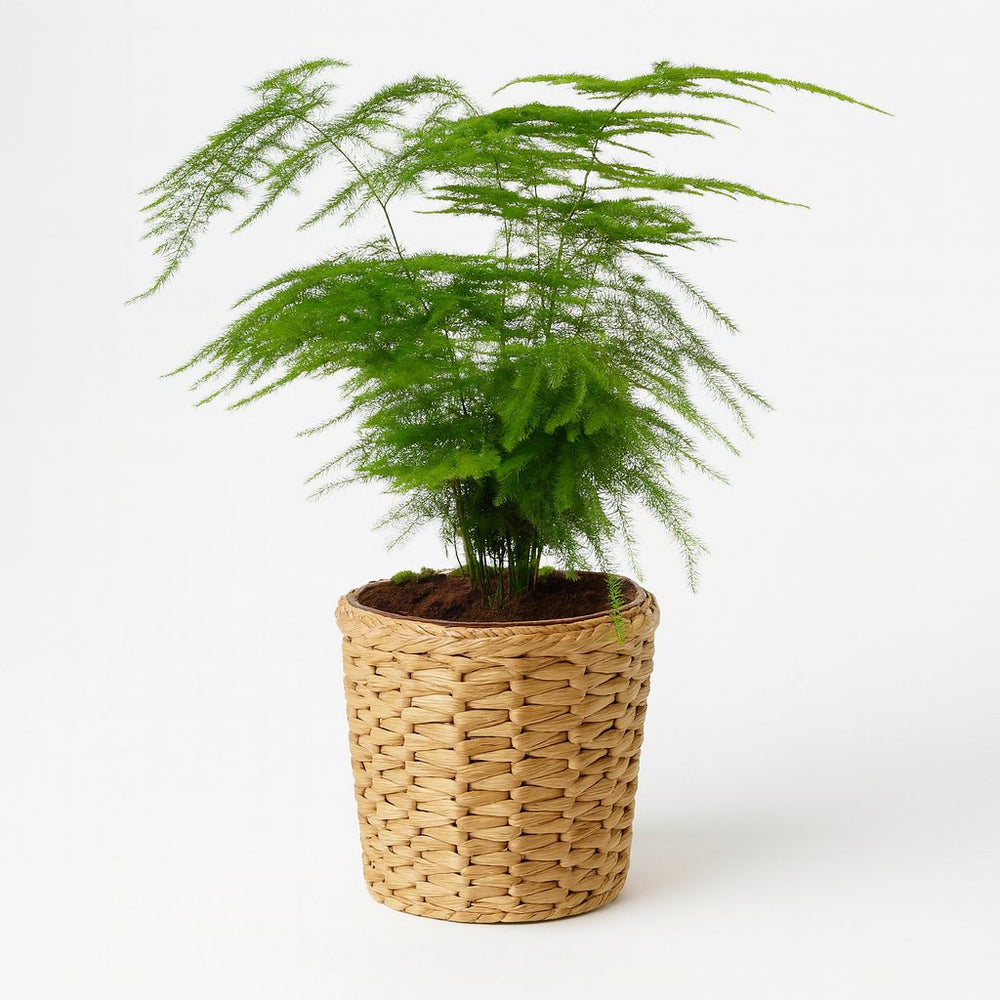 Asparagus Setaceus 28cm im 12cm Topf