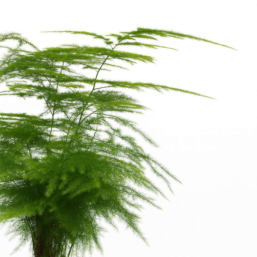 Asparagus Setaceus 35cm im 12cm Topf Nahaufnahme