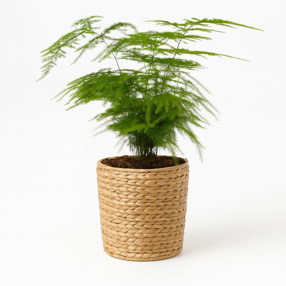 Asparagus Setaceus 35cm im 12cm Topf