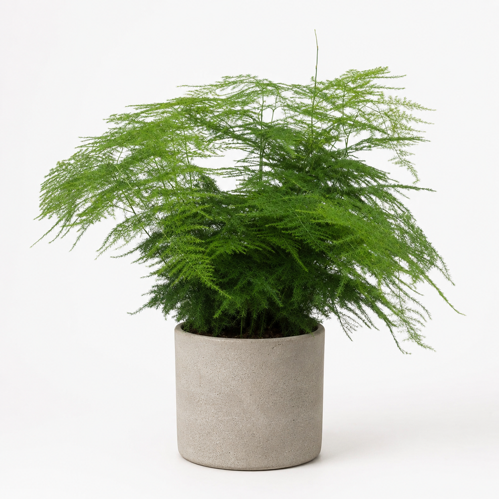 Asparagus Setaceus 45cm im 17cm Topf