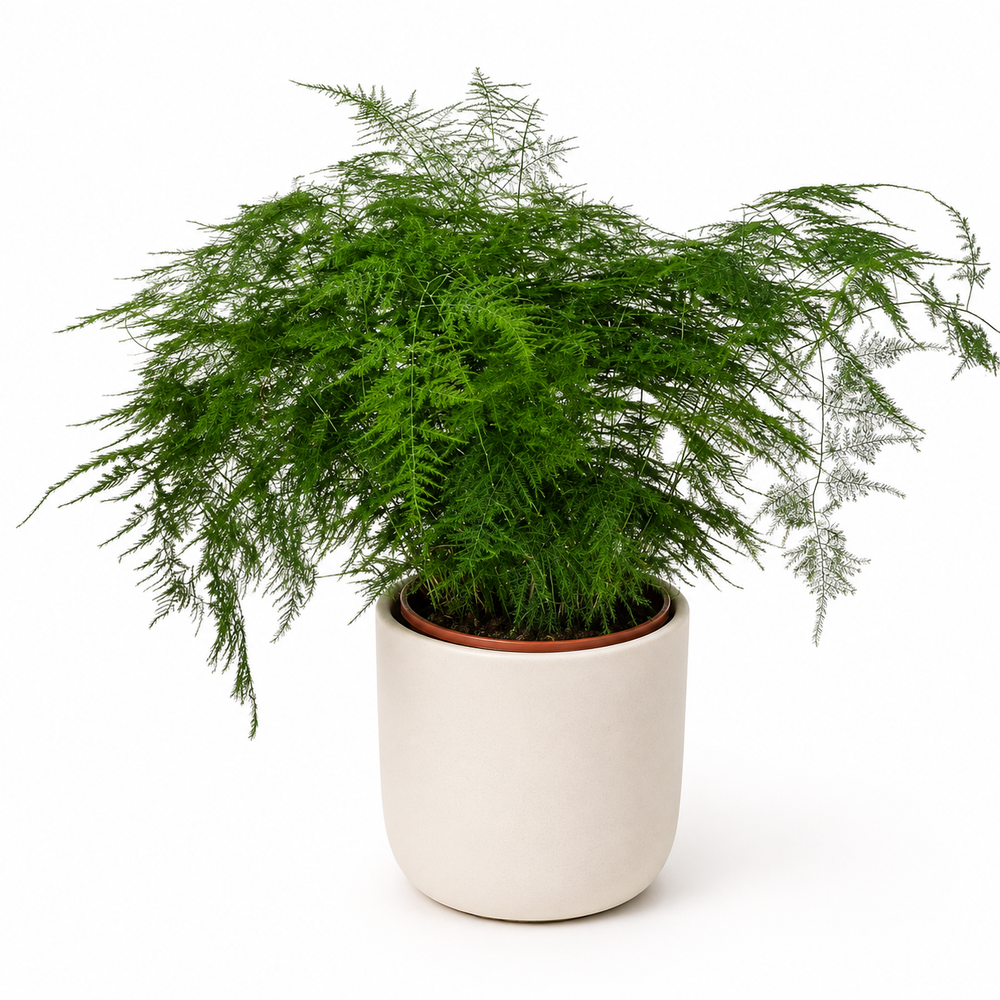Asparagus Setaceus 70cm im 27cm Topf