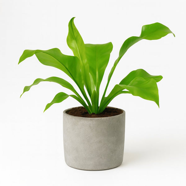 Asplenium Nidus - 35cm im Ø12cm Topf in einem modernen Studio