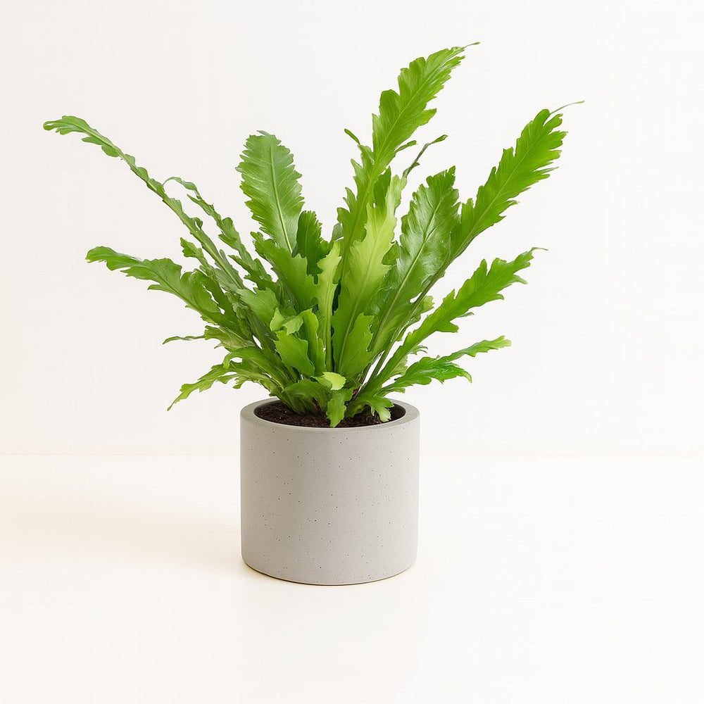 Asplenium Nidus - 45cm im Ø17cm Topf in einem modernen Studio