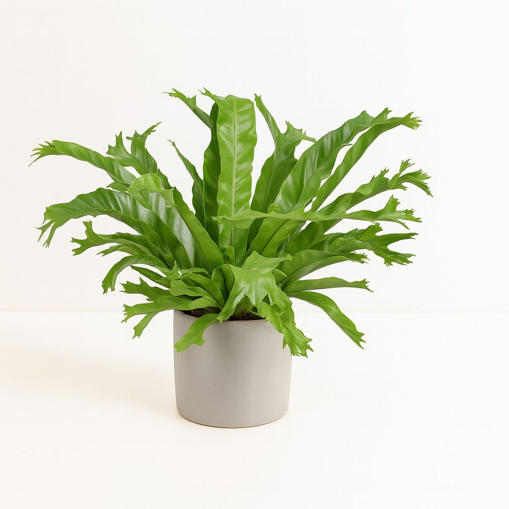 Asplenium Nidus Crissie - 40cm im Ø17cm Topf in einem modernen Studio
