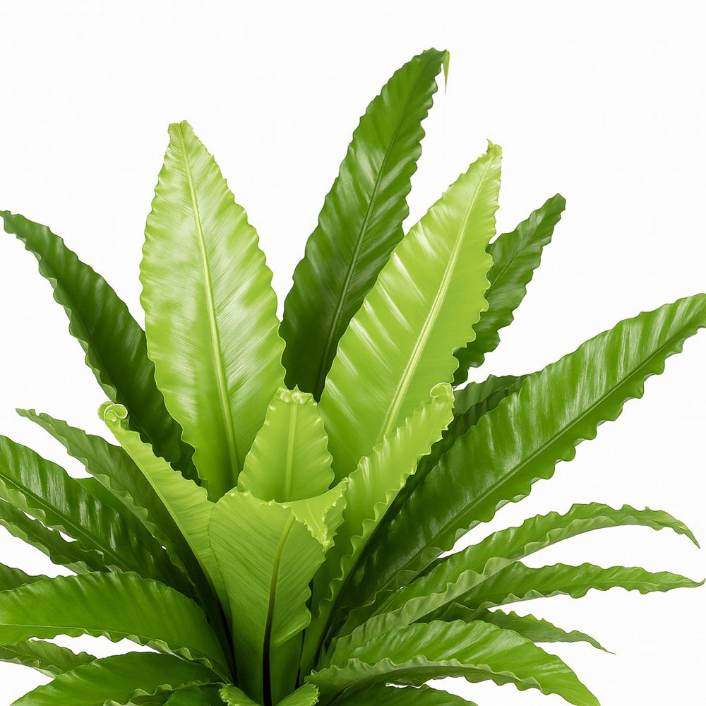 Asplenium Antiquum Osaka - 60cm, Nahaufnahme der intensiv welligen Blätter