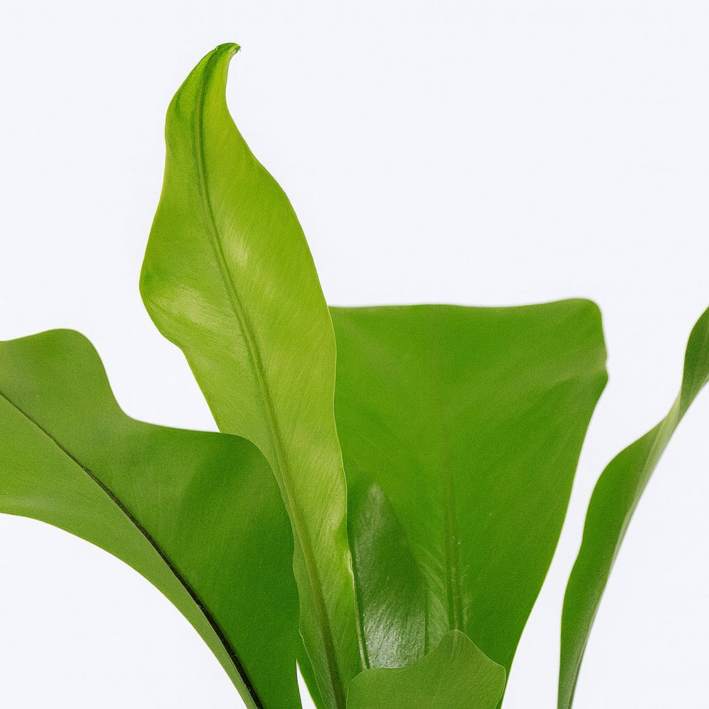 Asplenium Nidus - 35cm, Nahaufnahme der wedelartigen Blätter