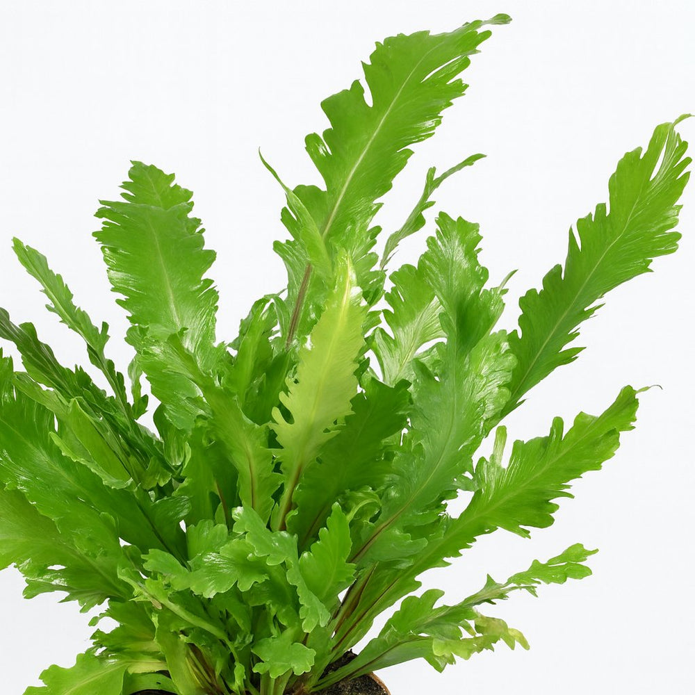 Asplenium Nidus - 45cm, Nahaufnahme der intensiv grünen Wedel