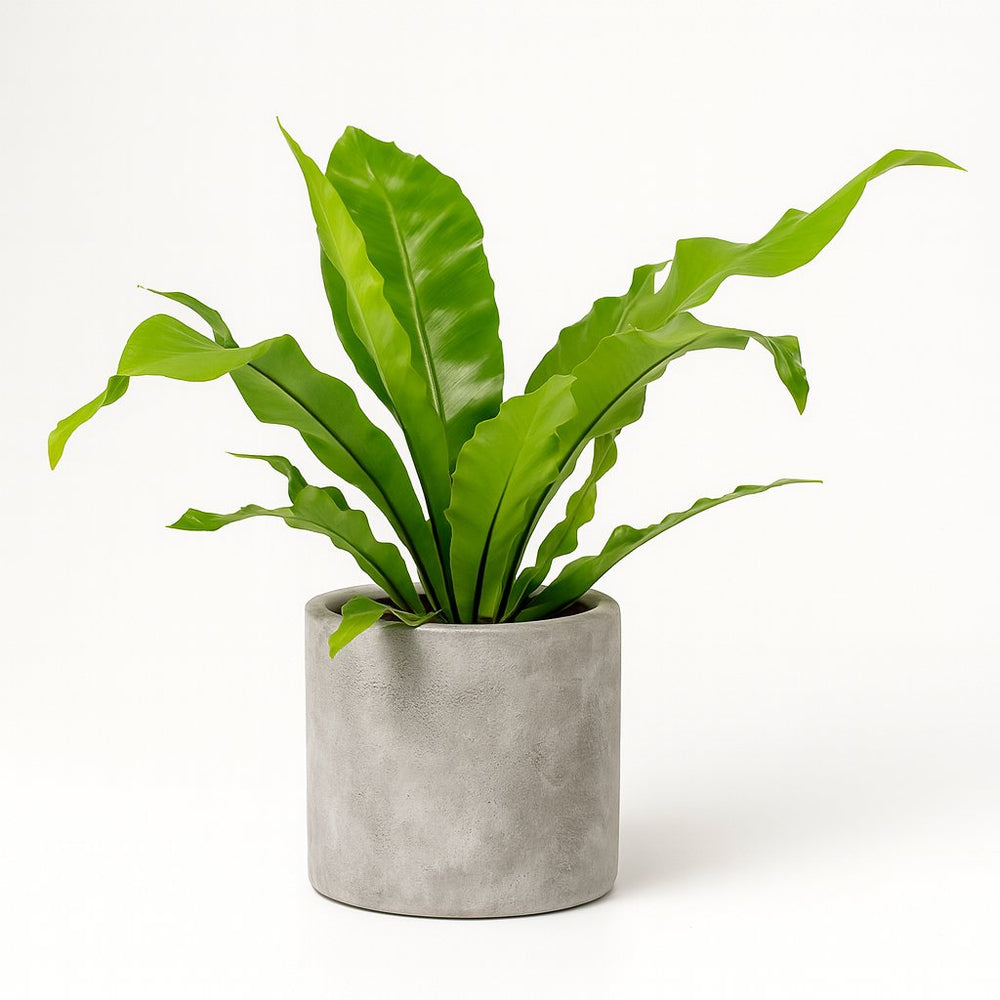 Asplenium Nidus - 60cm im Ø17cm Topf in einem modernen Studio