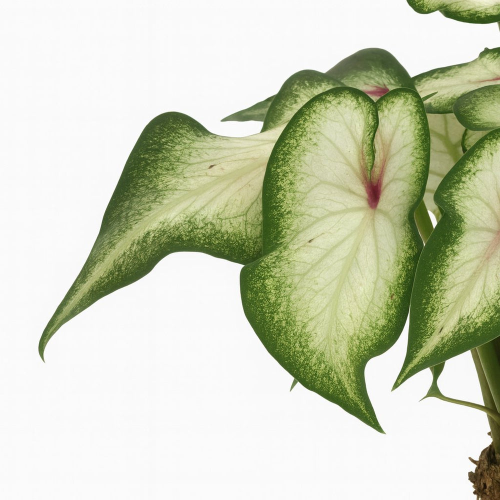 Caladium Wit
