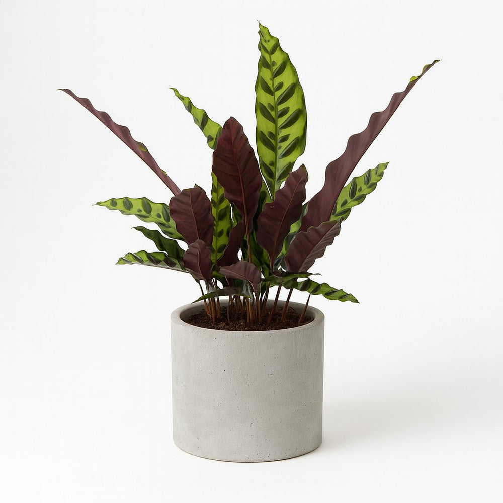 Calathea Lancifolia 50cm im 12cm Topf in einem modernen Studio mit modernem Topf