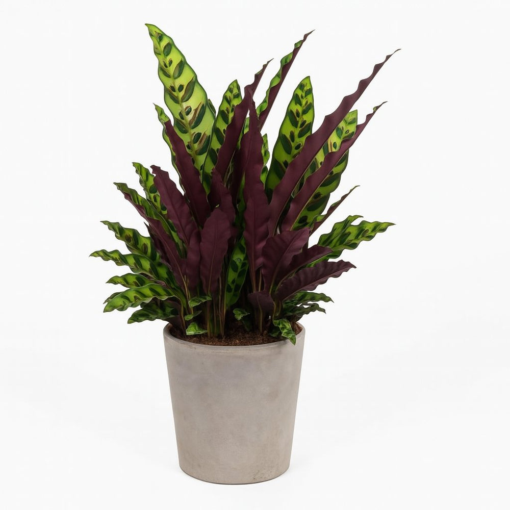 Calathea Lancifolia 70cm im 27cm Topf in einem modernen Studio mit modernem Topf