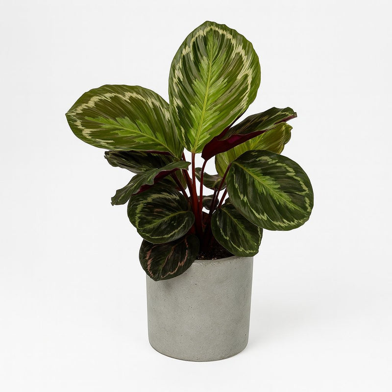 Calathea Medallion Detail