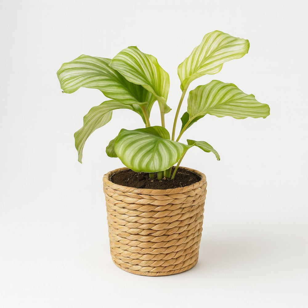 Calathea Orbifolia 25cm im 12cm Topf