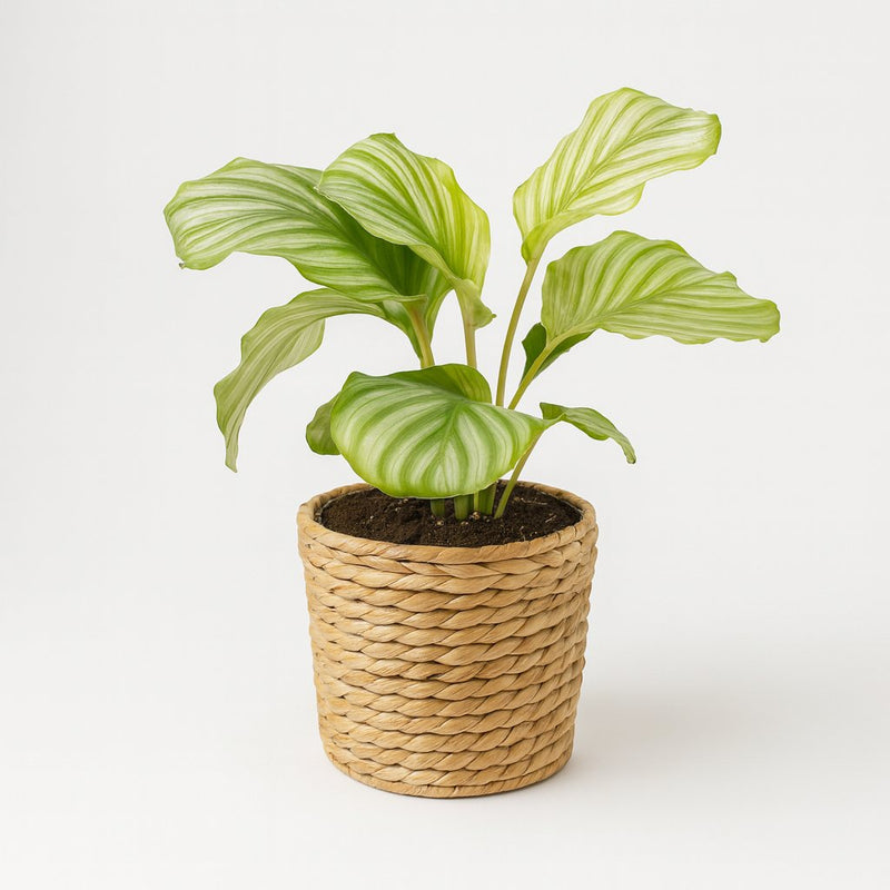 Calathea Orbifolia Detail
