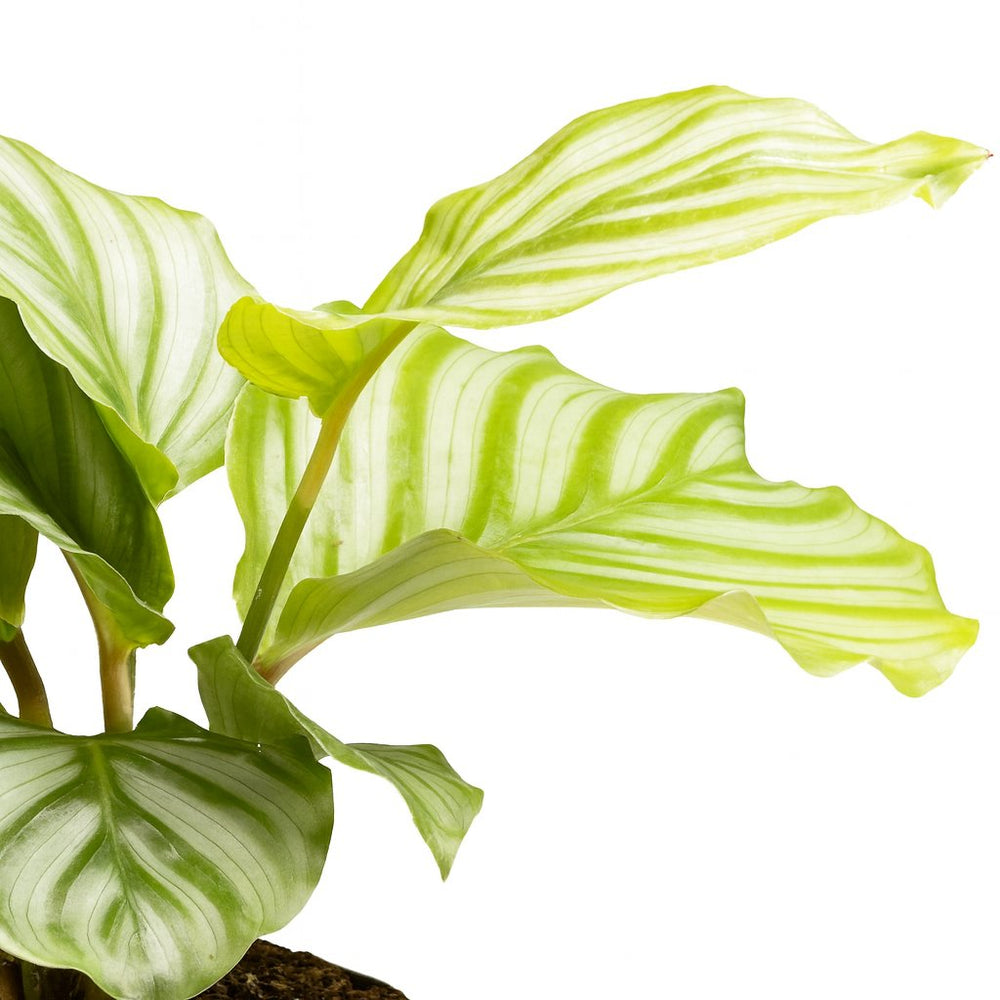 Calathea Orbifolia 25cm im 12cm Topf Nahaufnahme