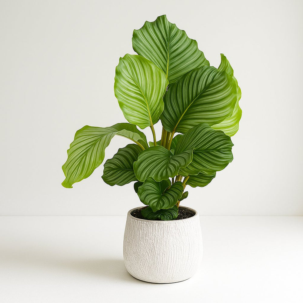 Calathea Orbifolia 60cm im 17cm Topf