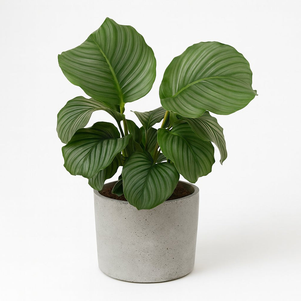 Calathea Orbifolia 70cm im 21cm Topf