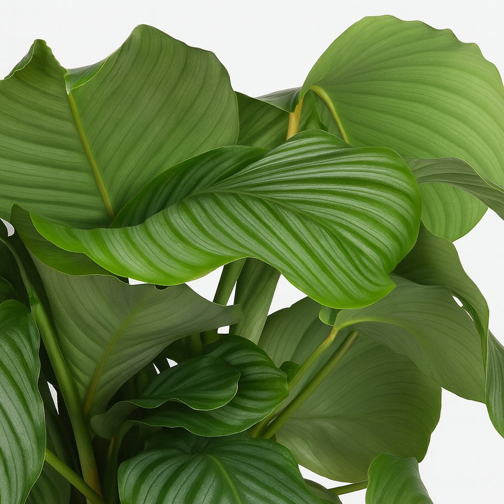 Calathea Orbifolia 70cm im 21cm Topf Nahaufnahme