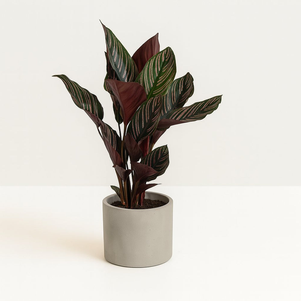 Calathea Ornata 50cm im 14cm Topf