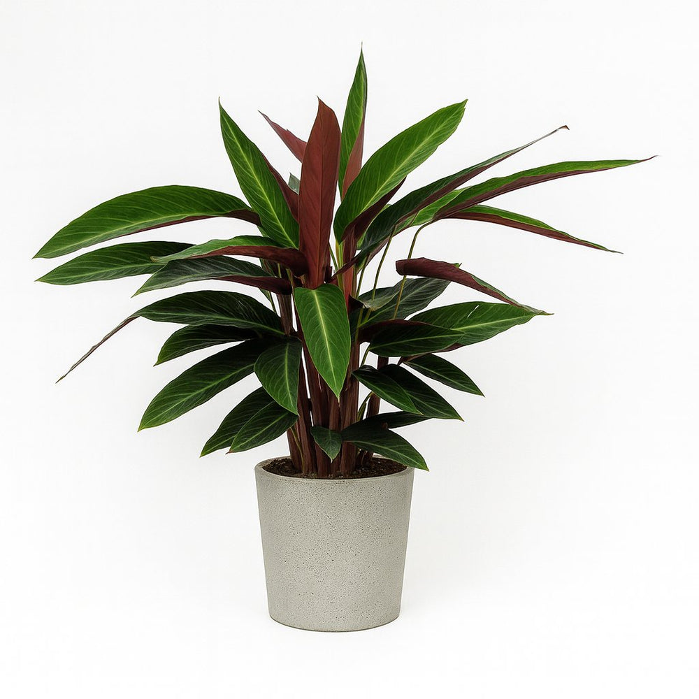 Calathea Stripestar Living - 65cm in einem modernen Studio mit modernem Topf